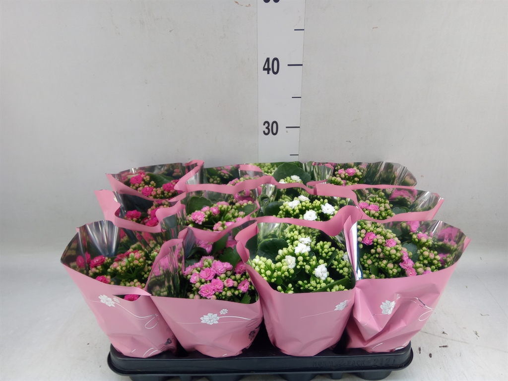 Горшечные цветы и растения оптом Kalanchoe Blos.   ..rosebud Mix  3 от 12шт (для телеги) из Голландии с доставкой по России