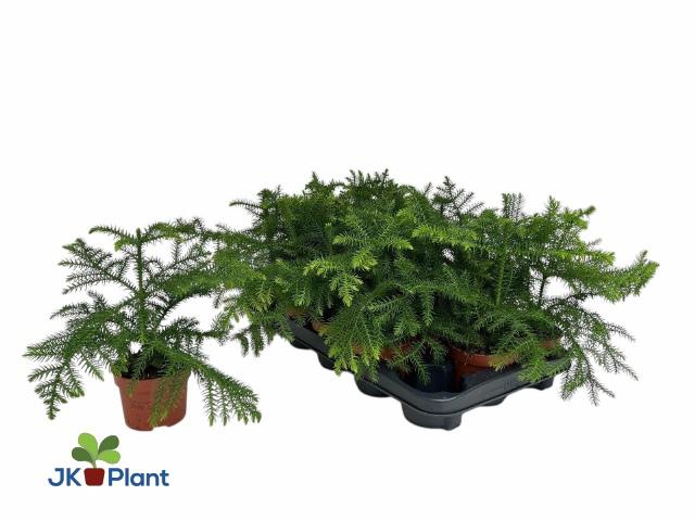 Горшечные цветы и растения оптом Arau Heterophyl от 15шт из Голландии с доставкой по России