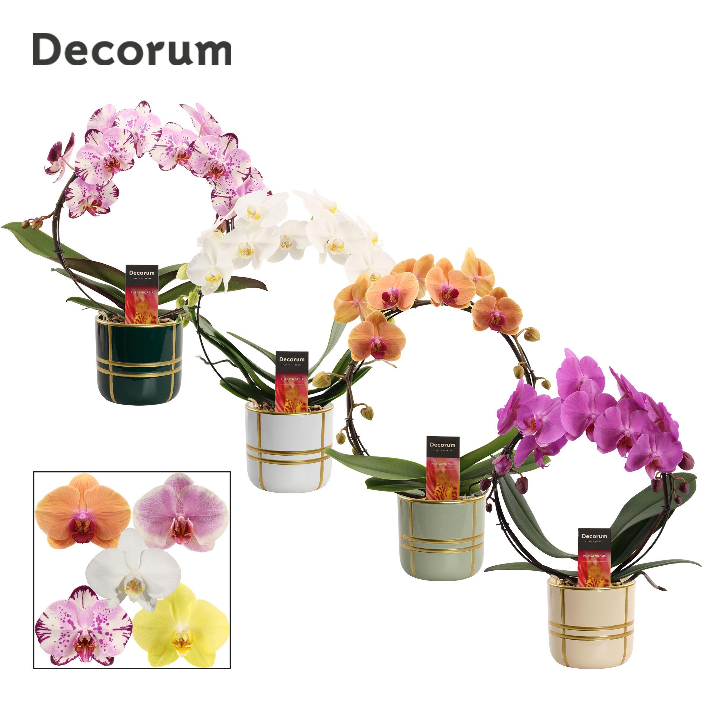 Горшечные цветы и растения оптом Phal Gem от 5шт'' из Голландии с доставкой по России