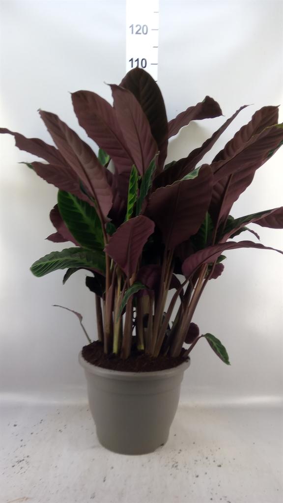 Горшечные цветы и растения оптом Calathea Warscewiczii от 1шт из Голландии с доставкой по России