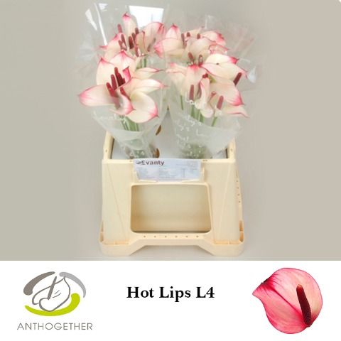 Срезанные цветы оптом Anthurium hot lips от 40шт из Голландии с доставкой по России