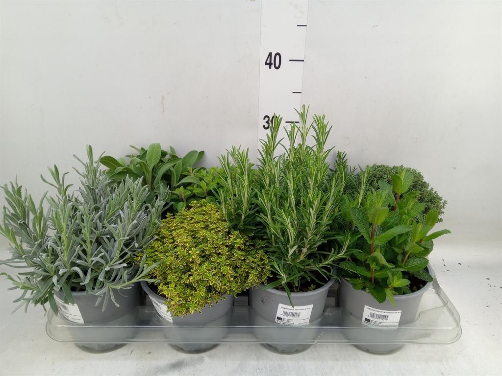 Горшечные цветы и растения оптом Tuinkruiden   ...mix от 8шт из Голландии с доставкой по России