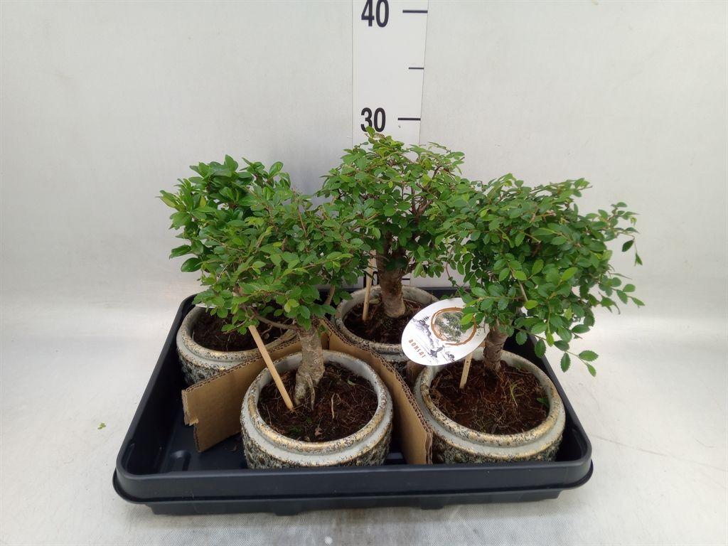 Горшечные цветы и растения оптом Bonsai   ...mix от 4шт из Голландии с доставкой по России