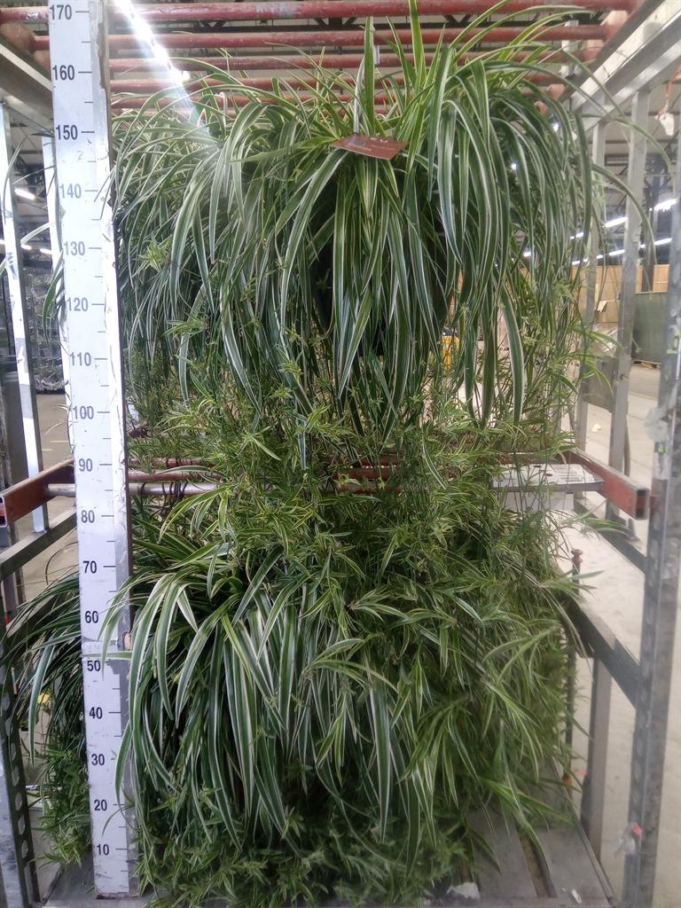 Горшечные цветы и растения оптом Chlorophytum Com Ocean от 1шт из Голландии с доставкой по России