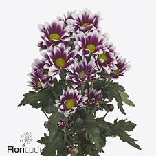 Срезанные цветы оптом Chrys sp together от 80шт из Голландии с доставкой по России