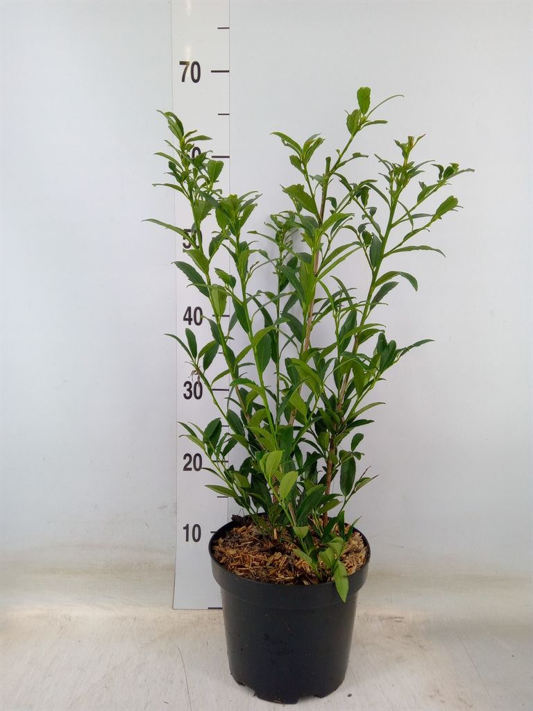 Горшечные цветы и растения оптом Prunus Lauroc. от 1шт из Голландии с доставкой по России