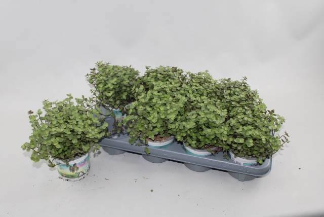 Горшечные цветы и растения оптом Callisia Repens от 8шт из Голландии с доставкой по России