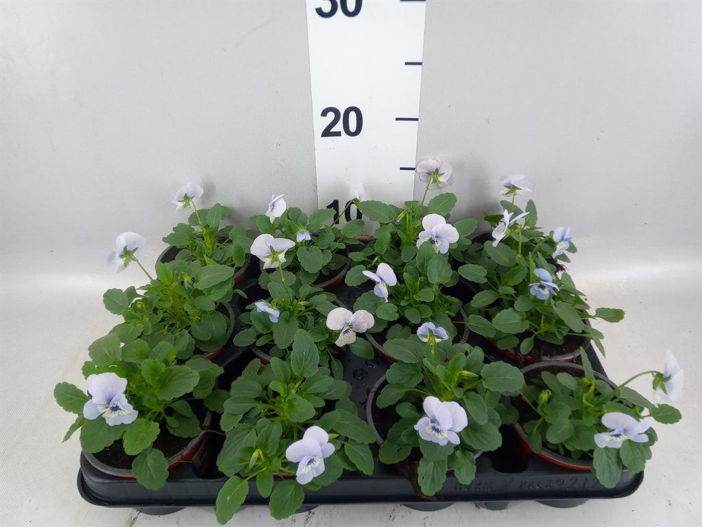 Горшечные цветы и растения оптом Viola Corn. evo Mini Marina от 12шт (для телеги) из Голландии с доставкой по России