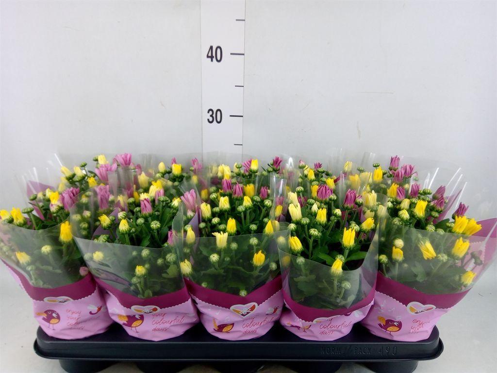 Горшечные цветы и растения оптом Chrysanthemum   ..mix/pot от 10шт из Голландии с доставкой по России
