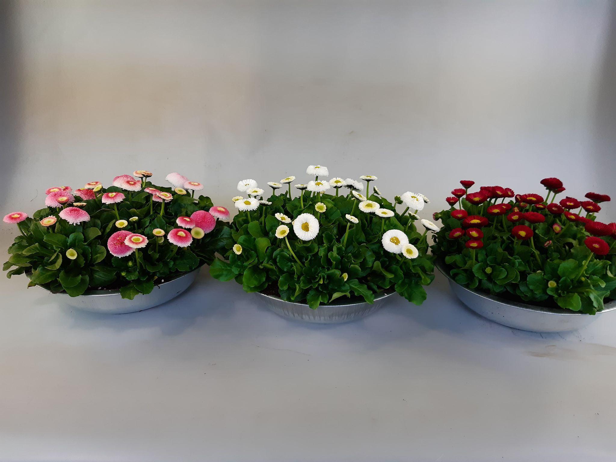 Горшечные цветы и растения оптом Bellis Ov от 1шт из Голландии с доставкой по России