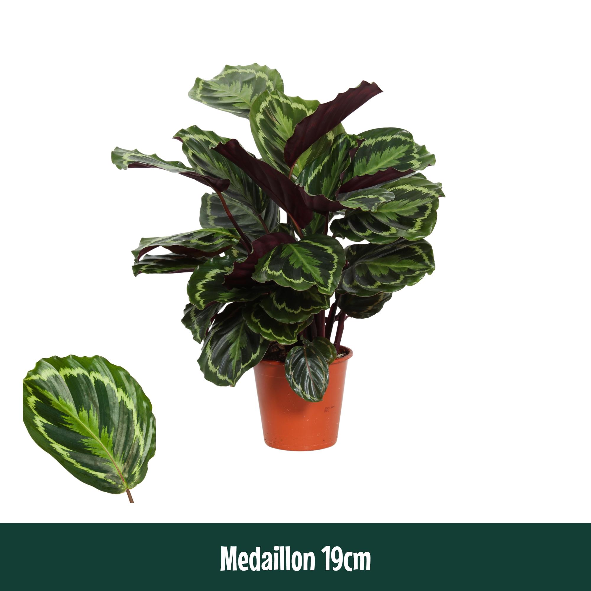 Горшечные цветы и растения оптом Calathea Medaillon от 1шт из Голландии с доставкой по России