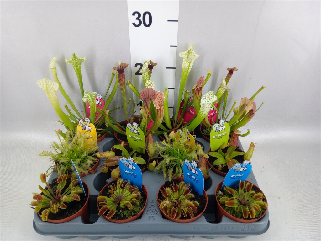Горшечные цветы и растения оптом Vleesetende Planten от 12шт (для телеги) из Голландии с доставкой по России