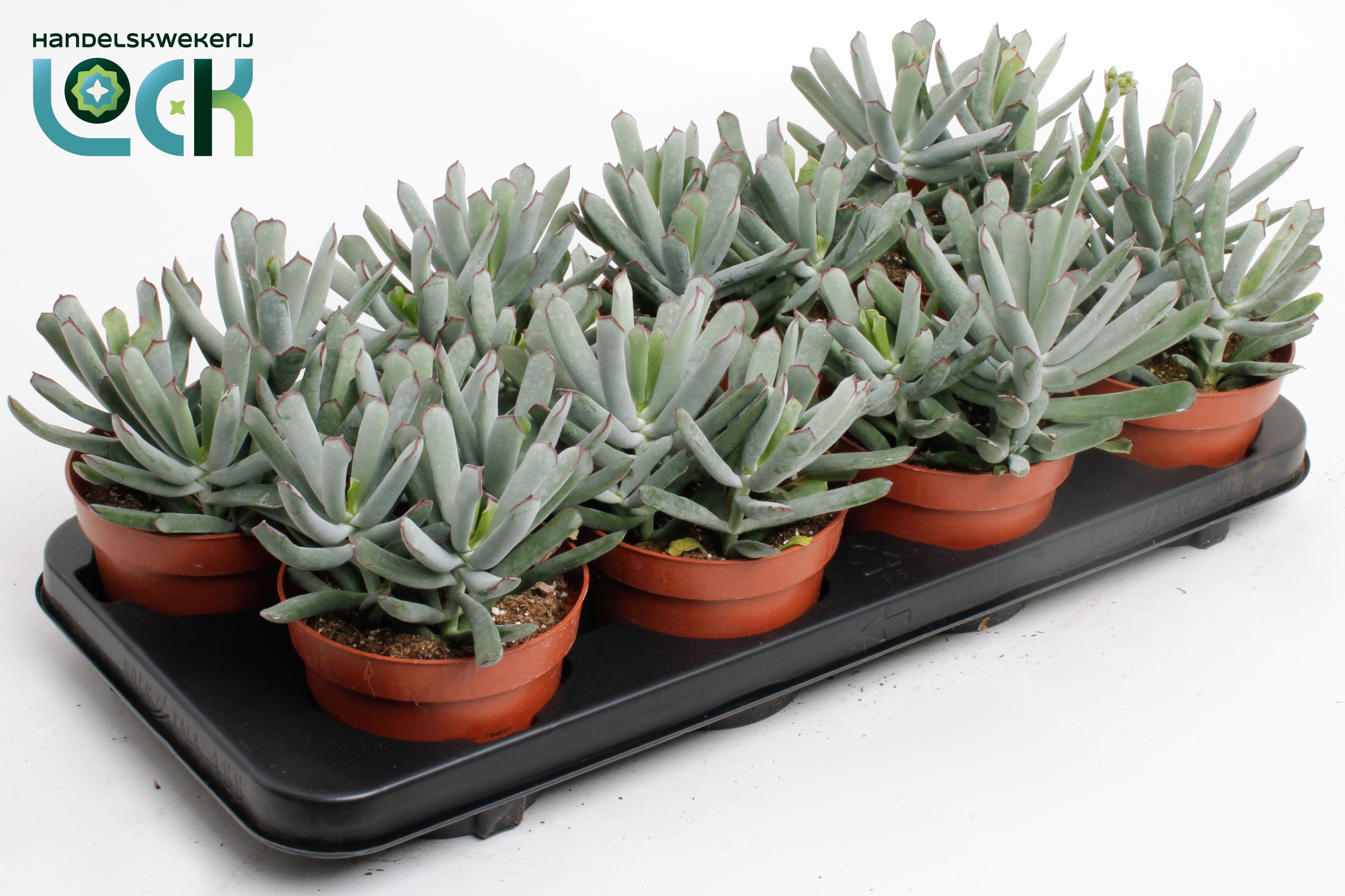 Горшечные цветы и растения оптом Senecio Cotyledon Octopus от 6шт из Голландии с доставкой по России
