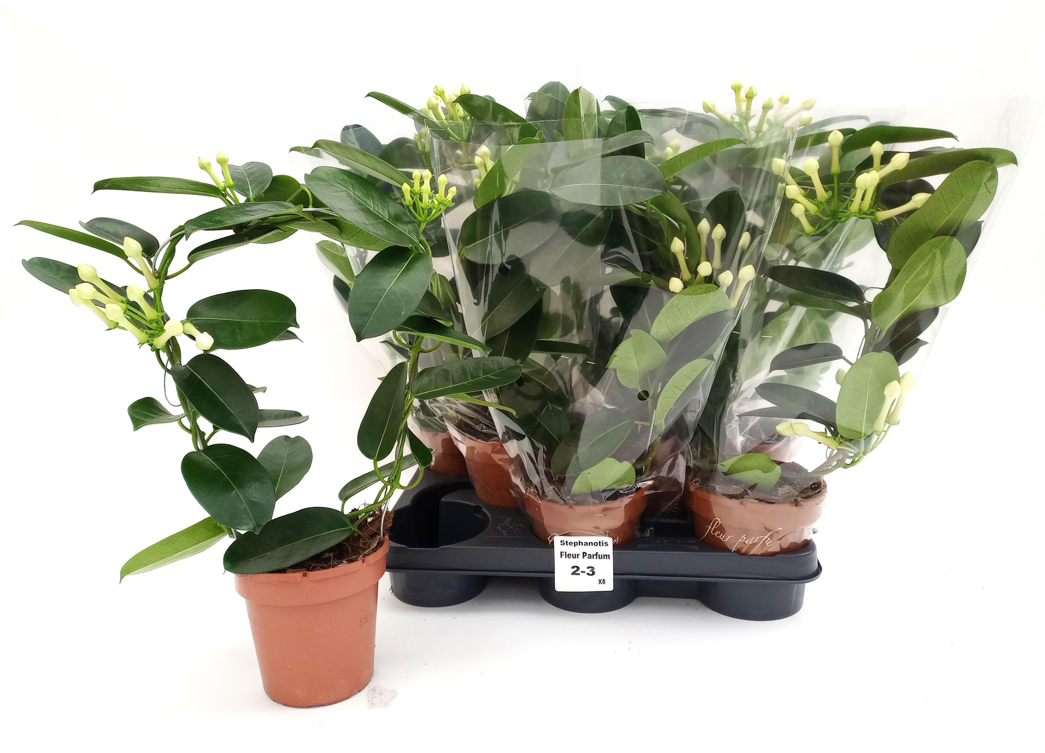 Горшечные цветы и растения оптом Steph. Floribunda от 8шт из Голландии с доставкой по России