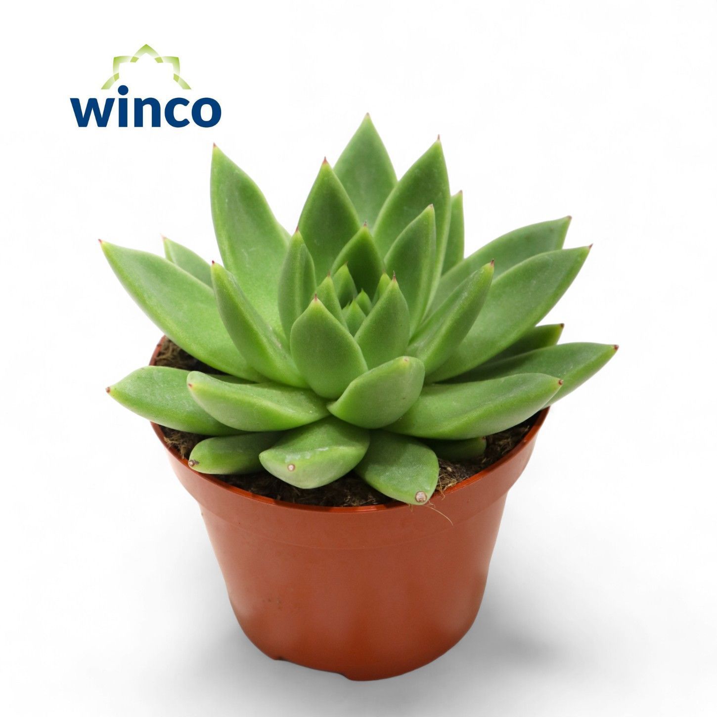 Горшечные цветы и растения оптом Echeveria Miranda от 10шт из Голландии с доставкой по России