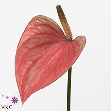Срезанные цветы оптом Anthurium love summer от 40шт из Голландии с доставкой по России