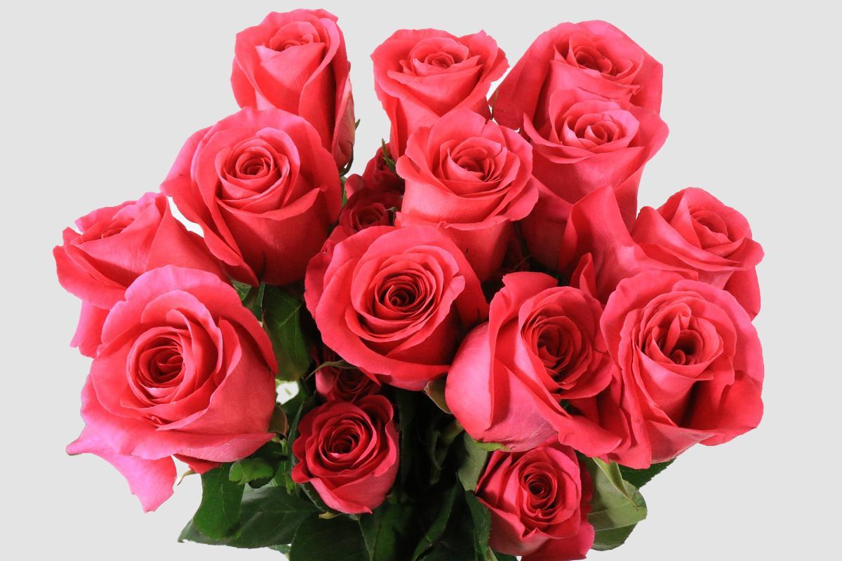 Срезанные цветы оптом Rosa ec pink floyd от 125шт из Голландии с доставкой по России