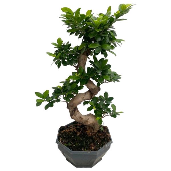 Горшечные цветы и растения оптом Ficus Ginseng S-type от 1шт из Голландии с доставкой по России