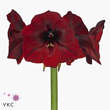 Срезанные цветы оптом Hippeastrum royal velvet от 18шт из Голландии с доставкой по России