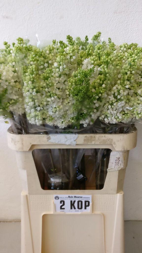 Срезанные цветы оптом Syringa madame florent stepman от 60шт из Голландии с доставкой по России