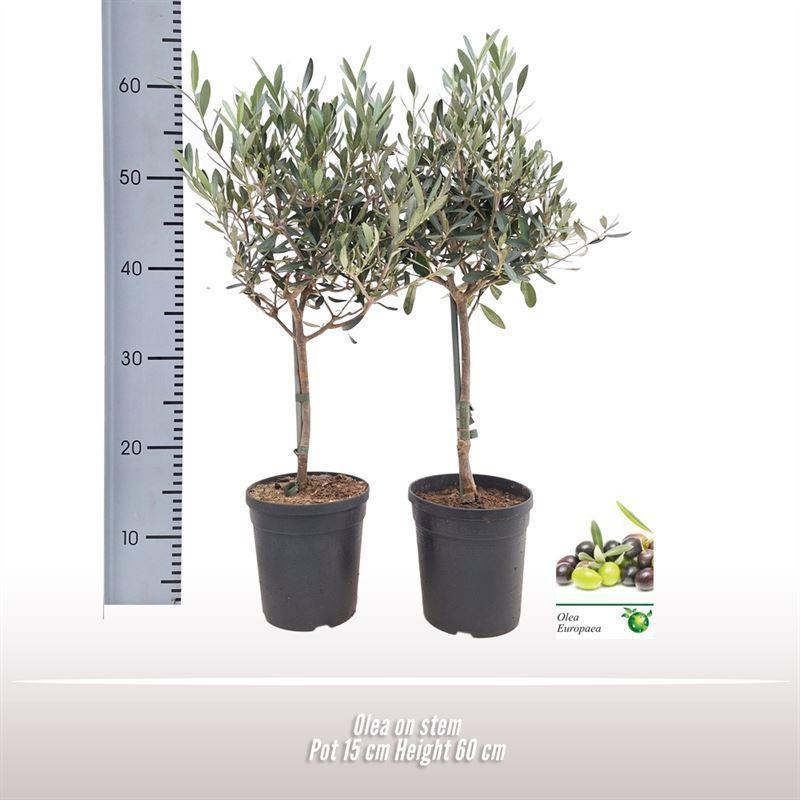 Горшечные цветы и растения оптом Olea Europaea Bush от 6шт из Голландии с доставкой по России