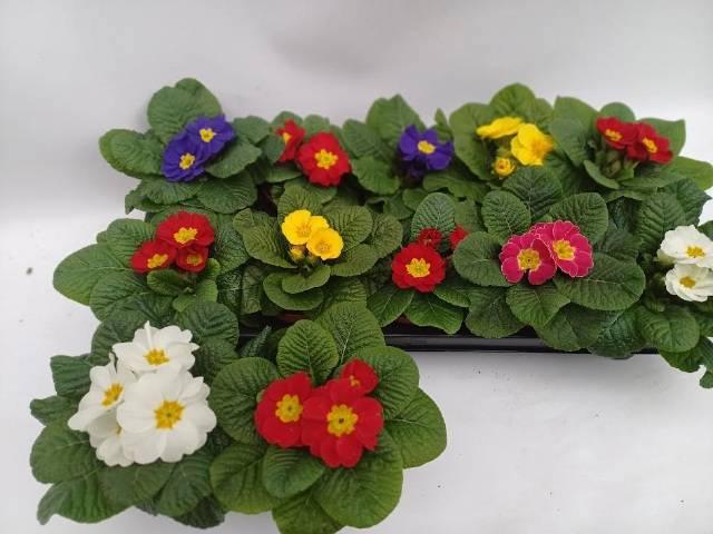 Горшечные цветы и растения оптом Prim Acaulis Gemengd от 10шт из Голландии с доставкой по России