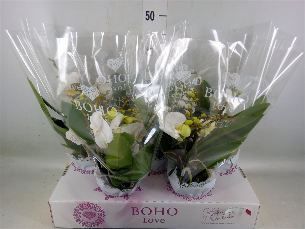 Горшечные цветы и растения оптом Phalaenopsis   ...white от 5шт из Голландии с доставкой по России