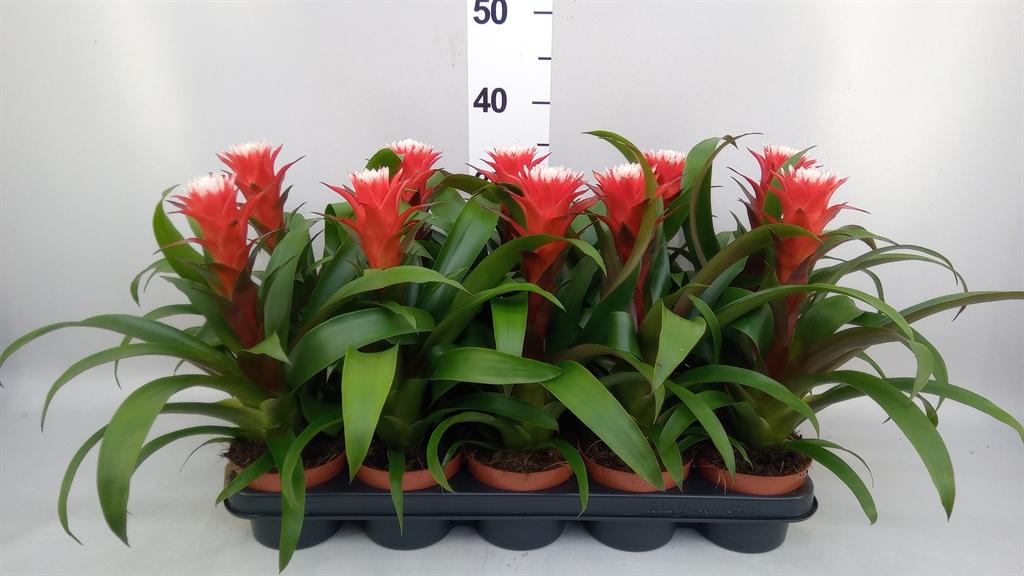 Горшечные цветы и растения оптом Guzmania hope от 10шт из Голландии с доставкой по России