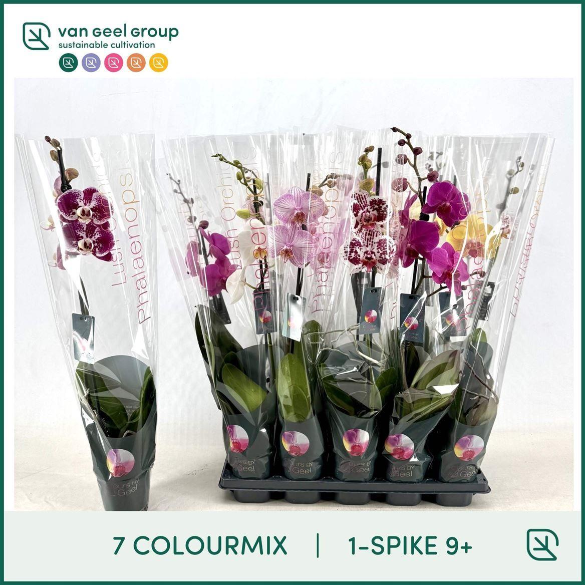 Горшечные цветы и растения оптом Phal 1st Mix 9+ (van Geel) от 10шт из Голландии с доставкой по России