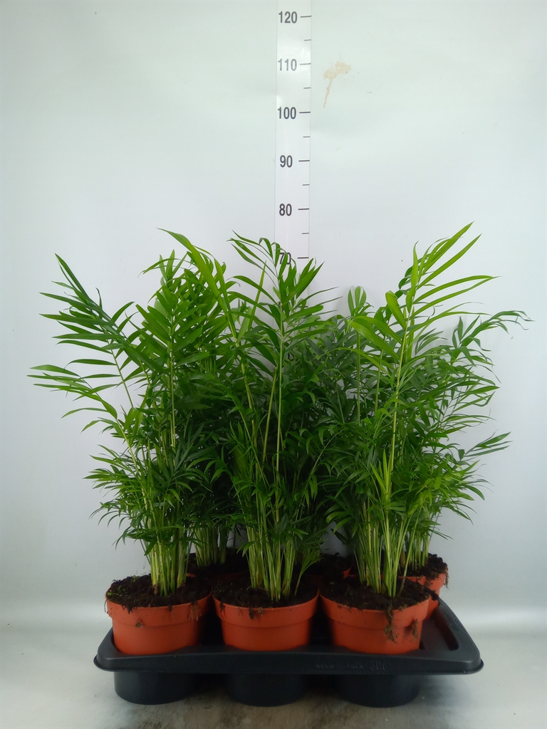Горшечные цветы и растения оптом Chamaedorea Elegans от 6шт из Голландии с доставкой по России