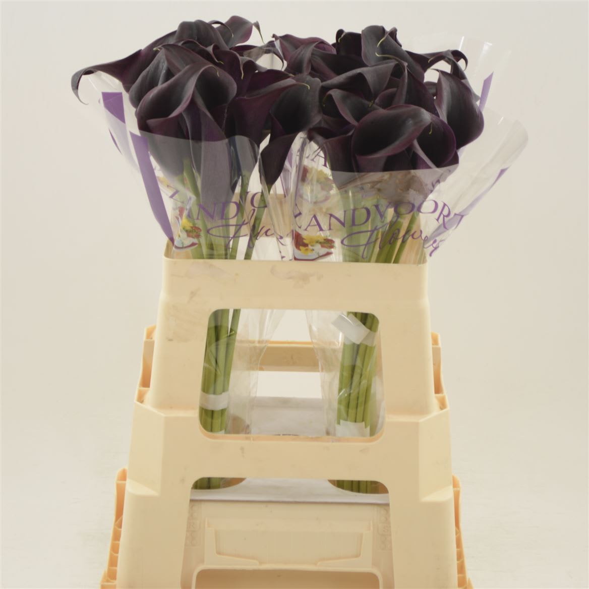 Срезанные цветы оптом Zantedeschia odessa от 40шт из Голландии с доставкой по России