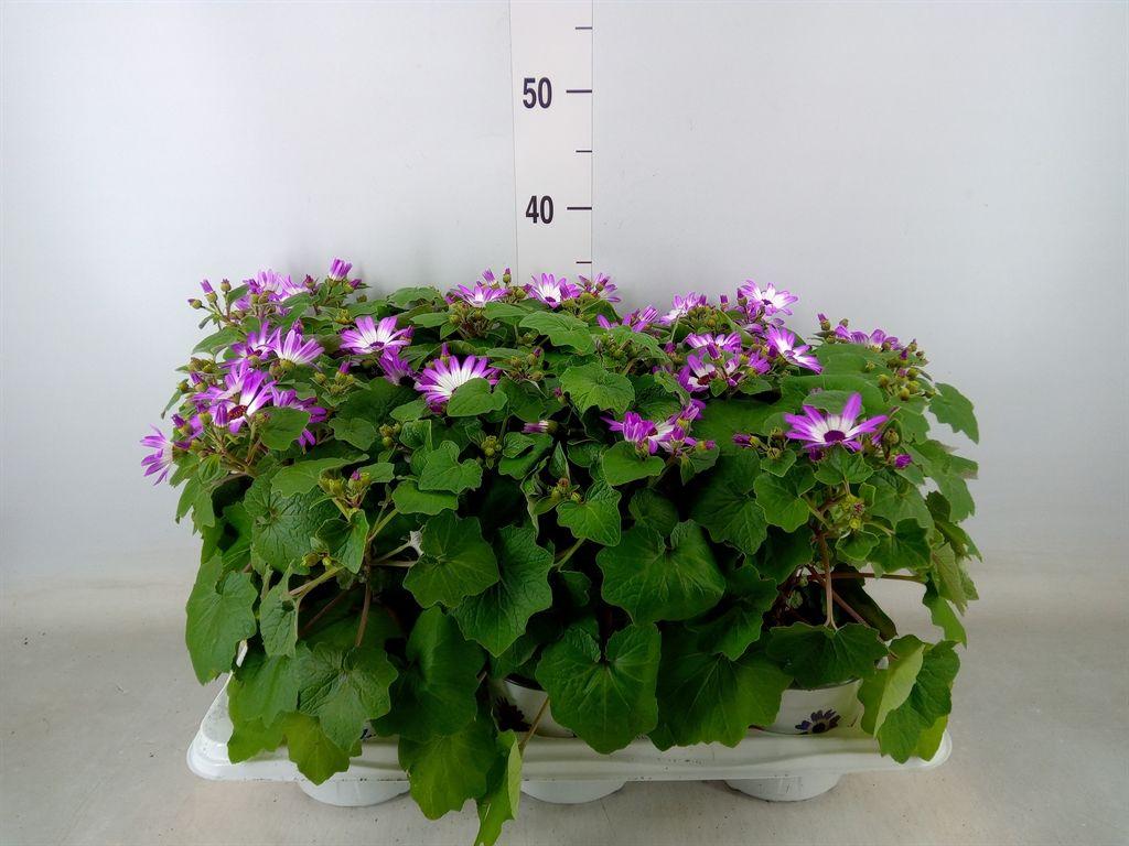 Горшечные цветы и растения оптом Cineraria Magenta Bicolor от 6шт из Голландии с доставкой по России