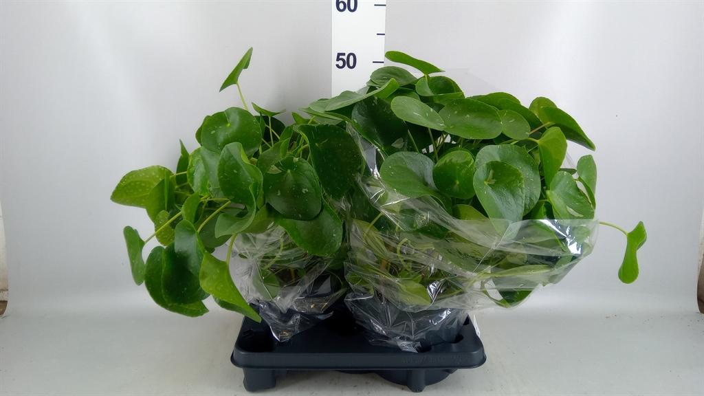 Горшечные цветы и растения оптом Pilea Peperomioides от 2шт из Голландии с доставкой по России