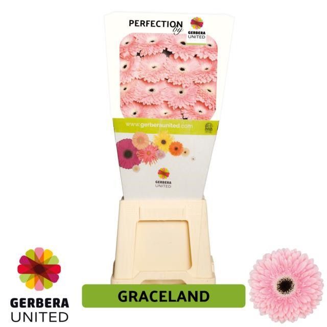 Срезанные цветы оптом Gerbera diamond graceland от 45шт из Голландии с доставкой по России