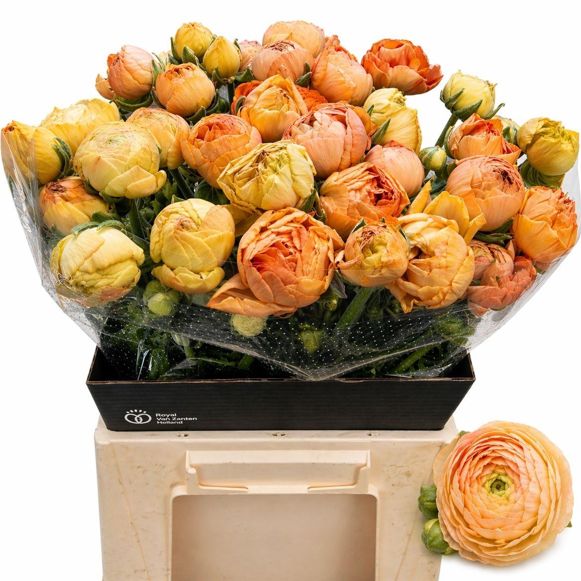 Срезанные цветы оптом Ranunculus azur peach от 40шт из Голландии с доставкой по России