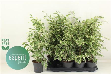 Горшечные цветы и растения оптом Ficus Be Twilight от 8шт из Голландии с доставкой по России