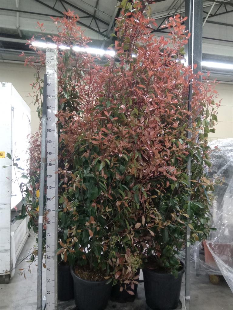 Горшечные цветы и растения оптом Photinia Fraseri от 1шт из Голландии с доставкой по России