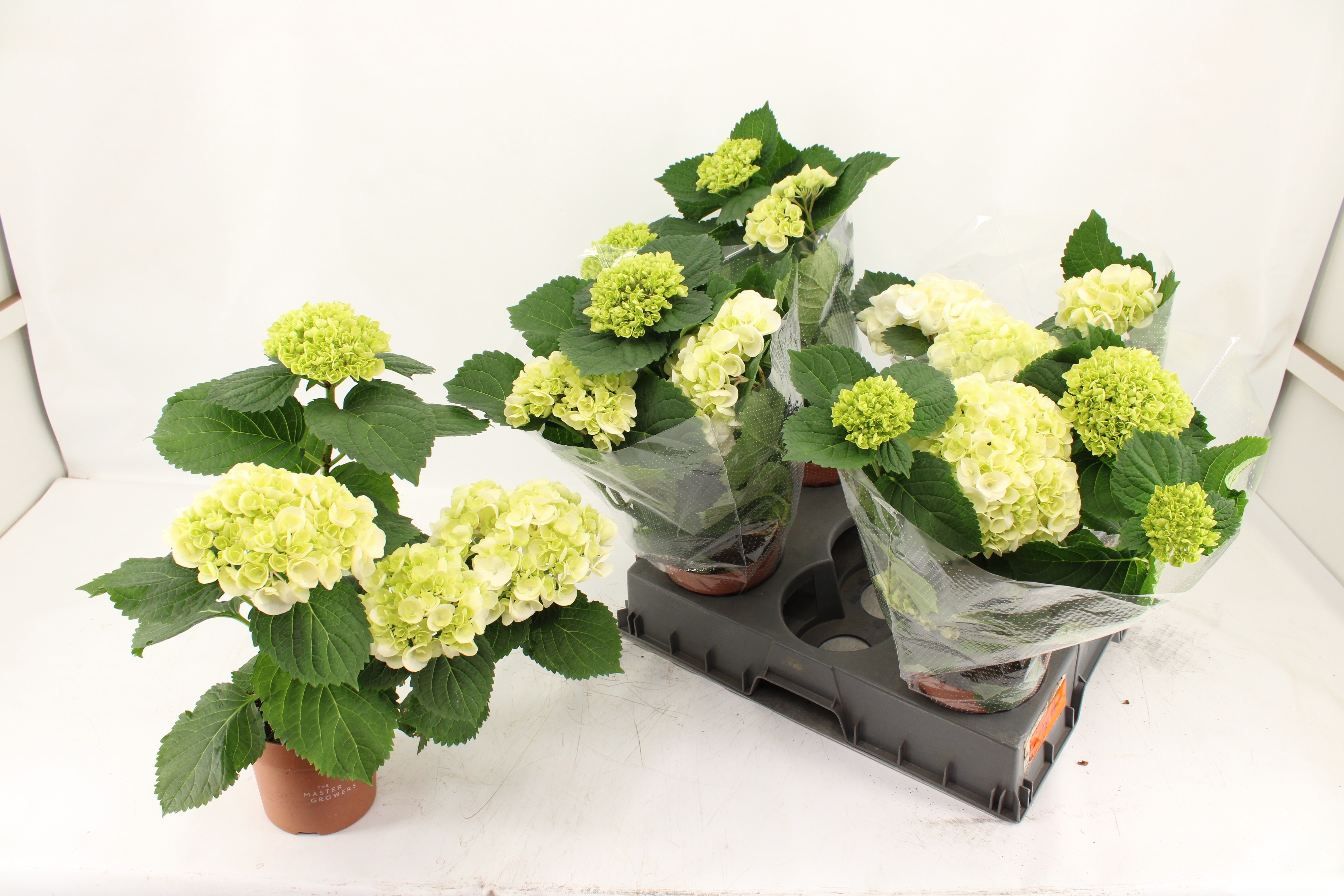 Горшечные цветы и растения оптом Hydr M Ov от 5шт из Голландии с доставкой по России