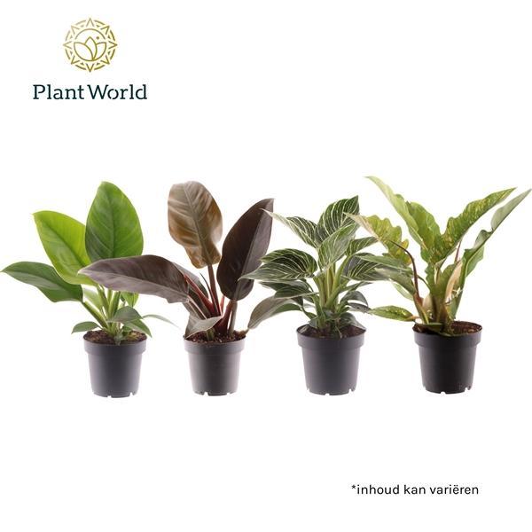 Горшечные цветы и растения оптом Philodendron Mix от 10шт из Голландии с доставкой по России