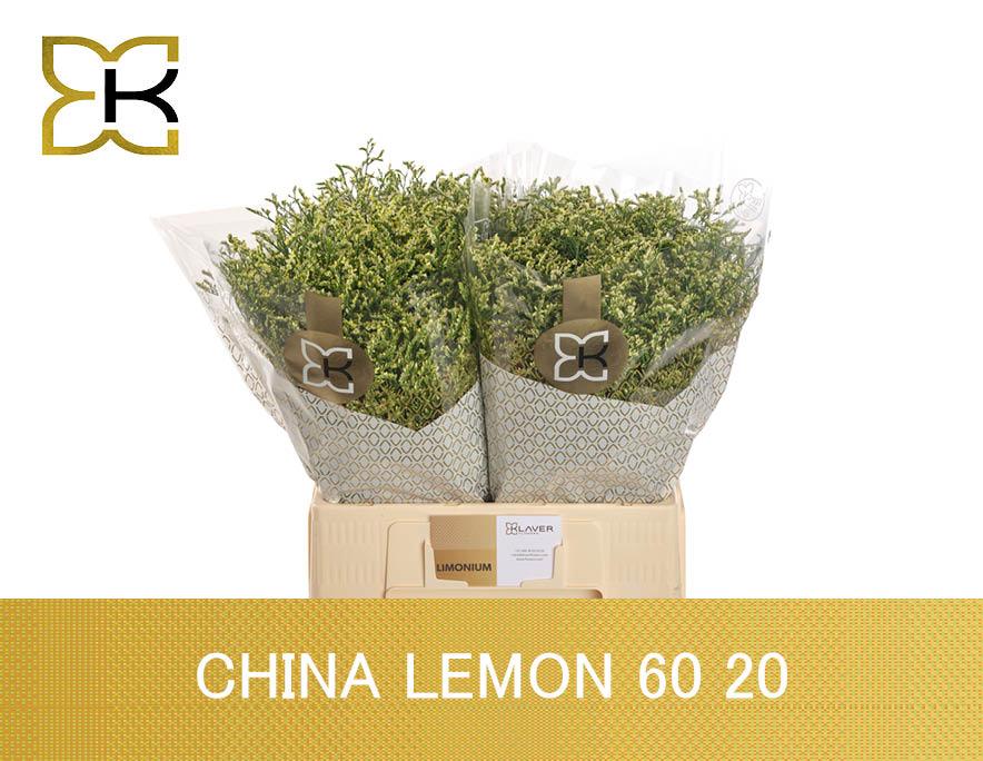 Срезанные цветы оптом Limonium china lemon от 100шт из Голландии с доставкой по России