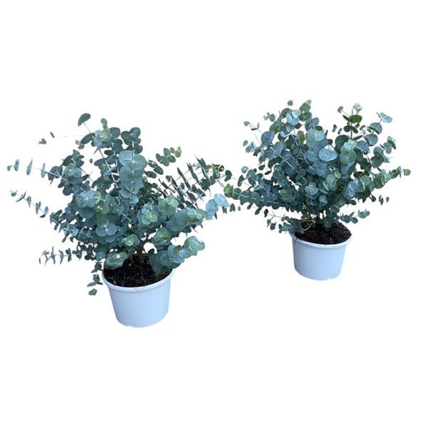 Горшечные цветы и растения оптом Eucalyptus Gunnii Bush от 6шт из Голландии с доставкой по России