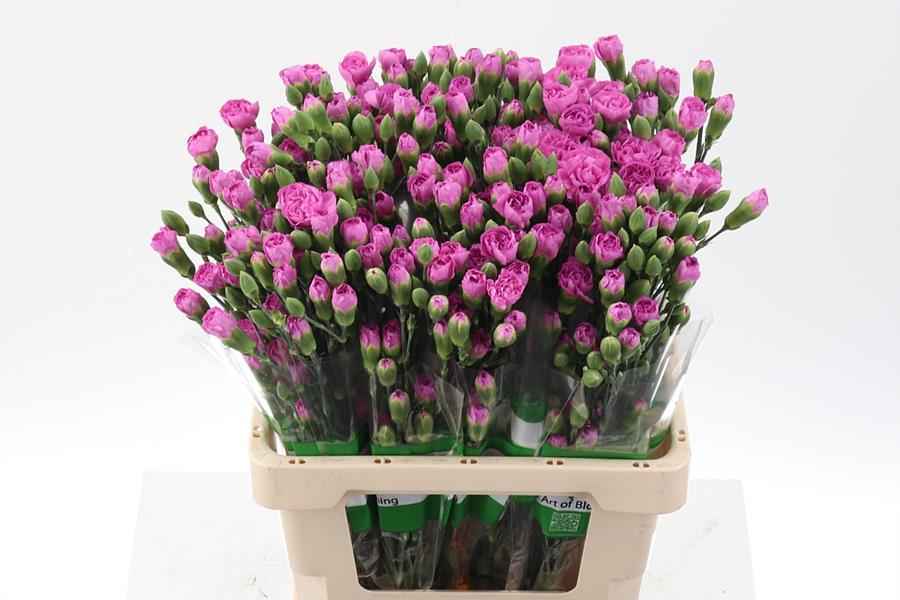 Срезанные цветы оптом Dianthus sp mao от 100шт из Голландии с доставкой по России