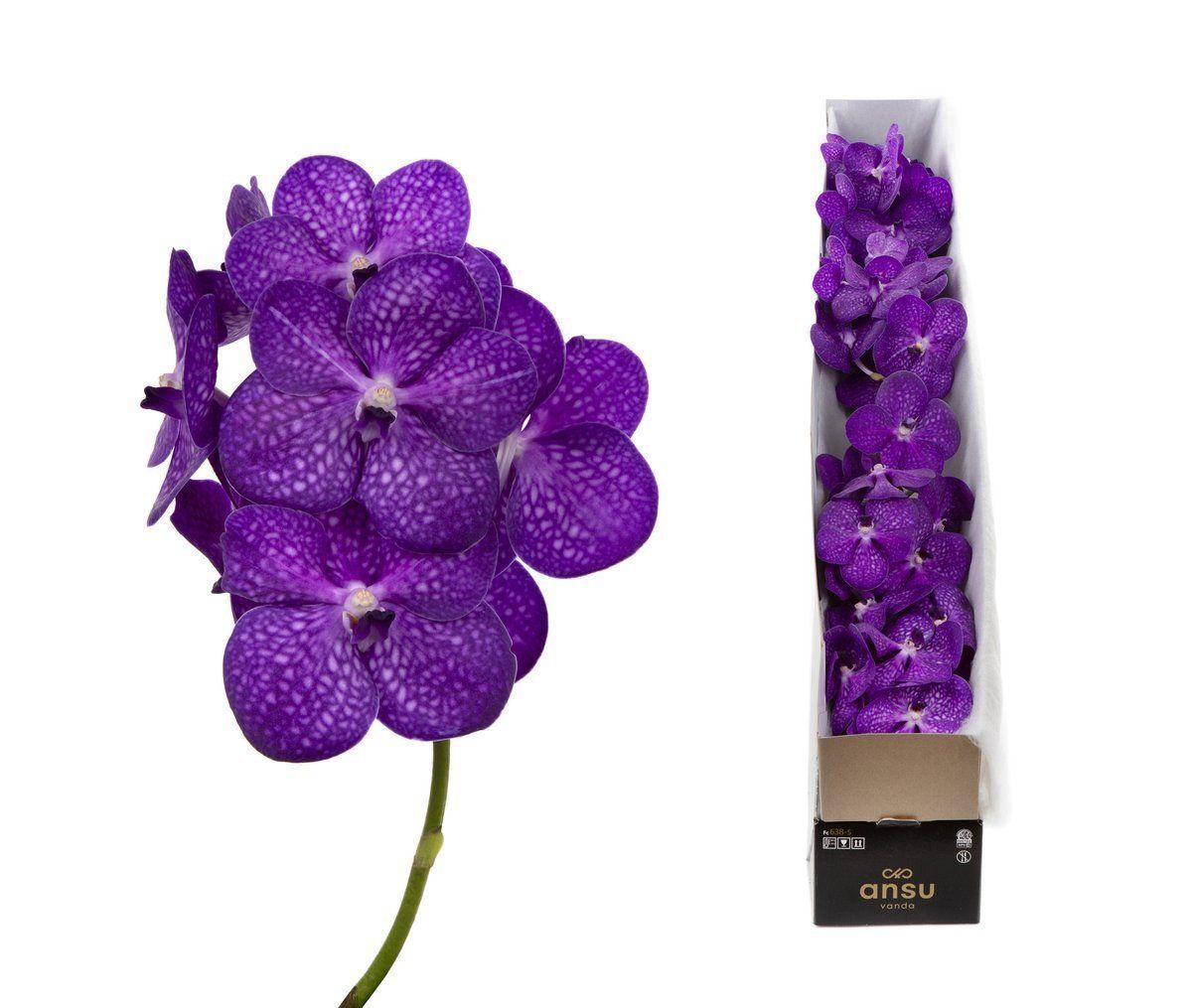 Срезанные цветы оптом Vanda bright purple per stem от 8шт. из Голландии с доставкой по России