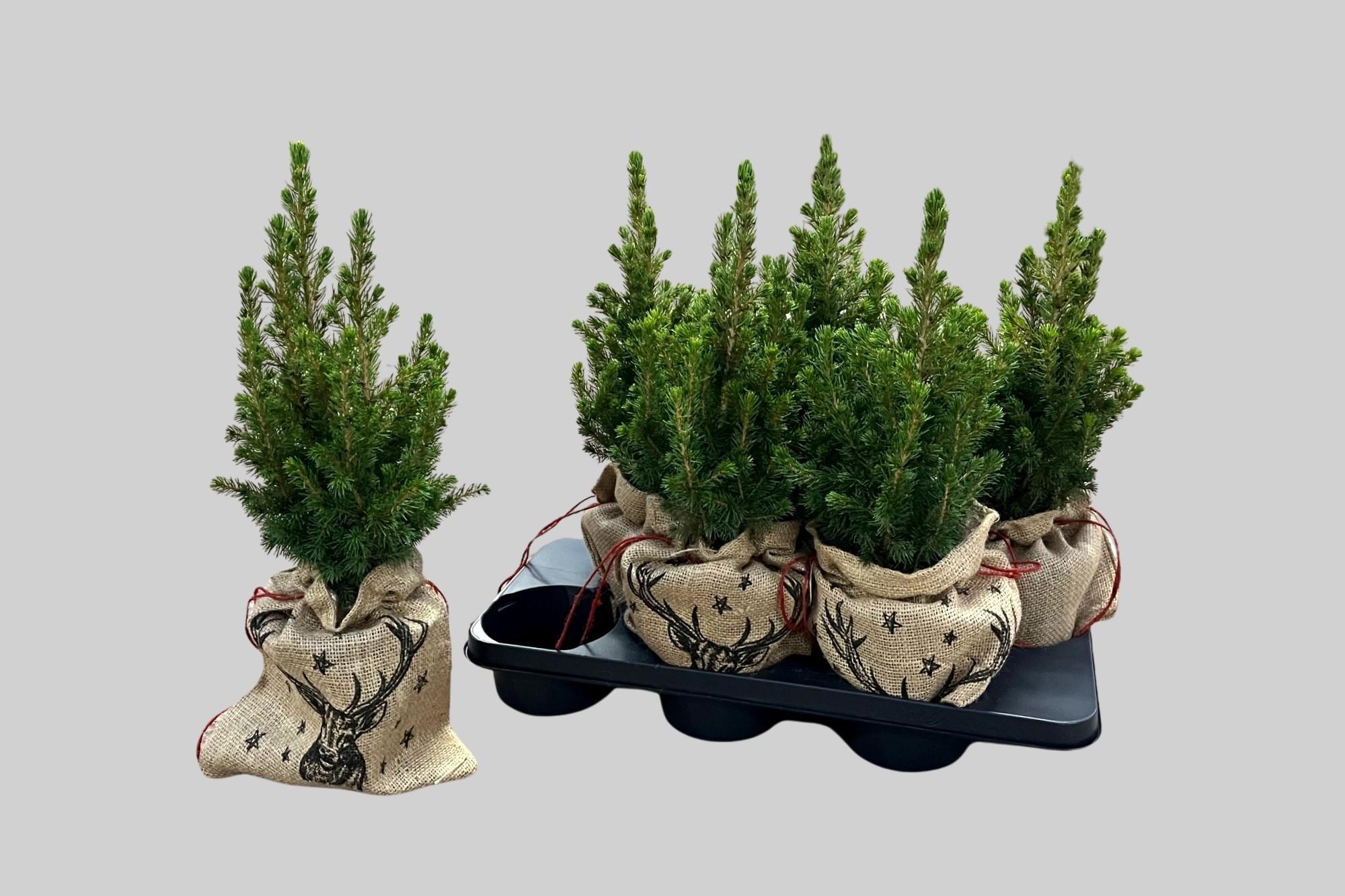 Горшечные цветы и растения оптом Picea Gl Conica от 6шт из Голландии с доставкой по России