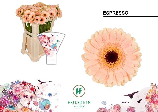 Срезанные цветы оптом Germini espresso от 80шт.. из Голландии с доставкой по России