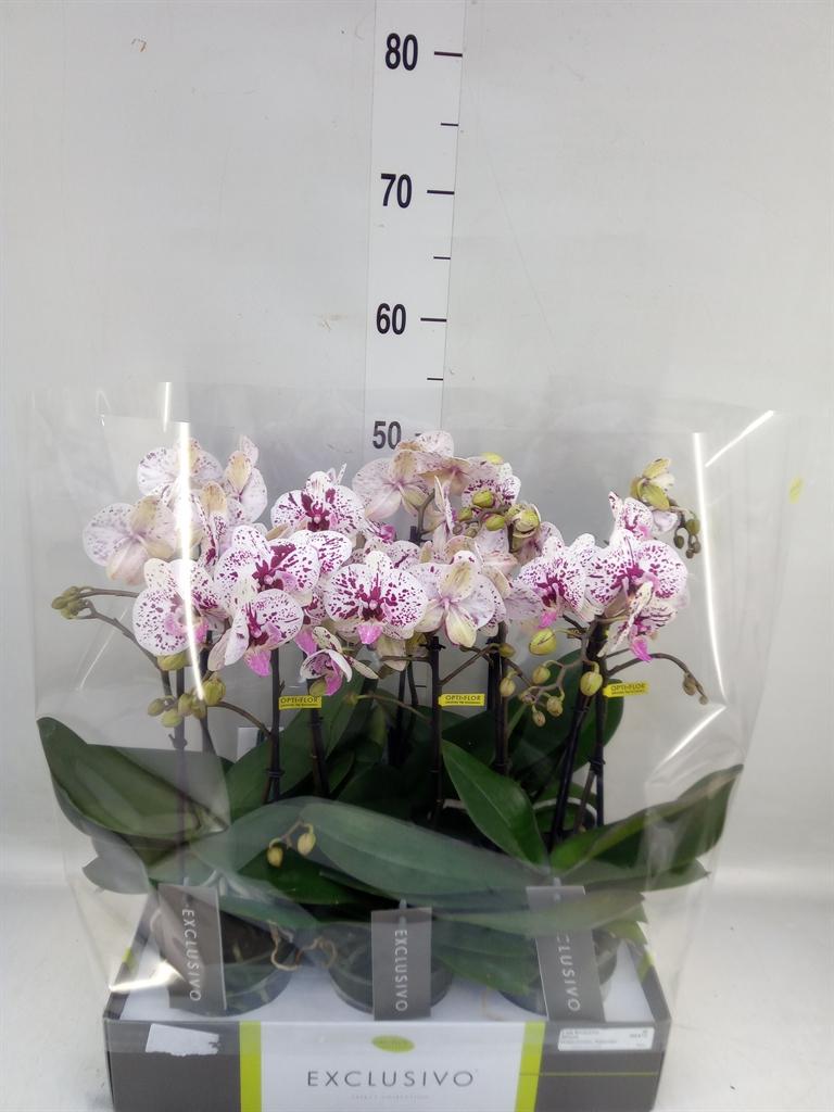 Горшечные цветы и растения оптом Phalaenopsis Multi.   ... от 6шт из Голландии с доставкой по России