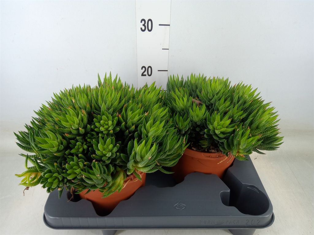 Горшечные цветы и растения оптом Haworthia   ... от 2шт из Голландии с доставкой по России
