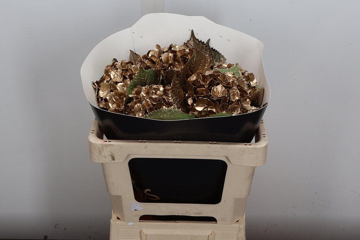 Срезанные цветы оптом Hydrangea paint wax gold от 5шт из Голландии с доставкой по России