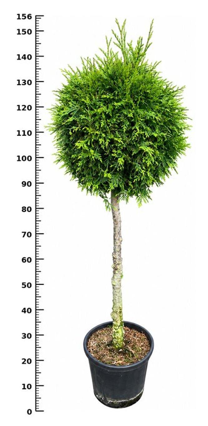Горшечные цветы и растения оптом Thuja Occ Brabant On Stem от 1шт из Голландии с доставкой по России