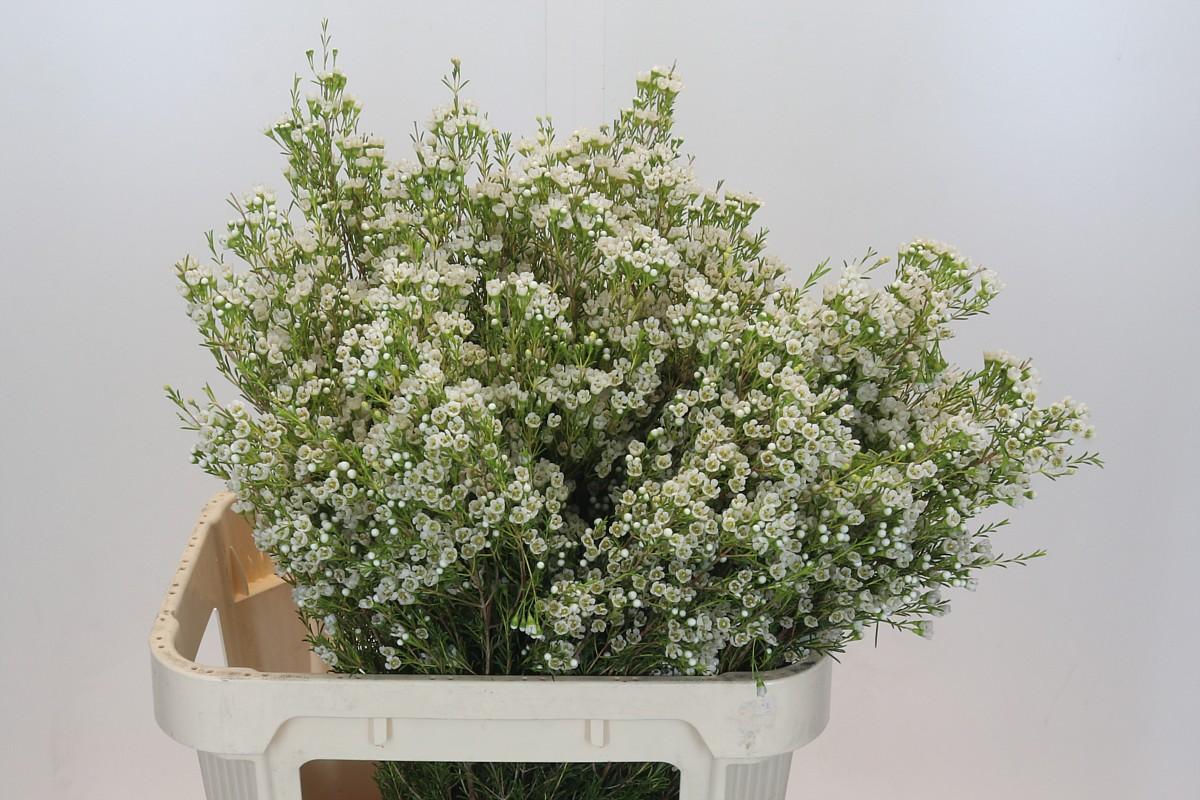 Срезанные цветы оптом Chamelaucium pearl button от 25шт из Голландии с доставкой по России